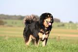 DOGUE DU TIBET 651